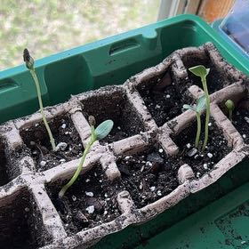Photo of the plant species Cucumber by @ZestfulRaintree named Bella on Greg, the plant care app