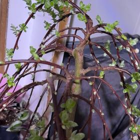 Photo of the plant species Weeping Pussy Willow by @ZestfulRaintree named Xena on Greg, the plant care app