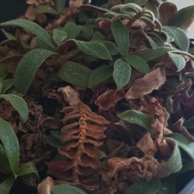 Photo of the plant species Teddy Bear Vine by @SupernalCowpea named Huckleberry Fern on Greg, the plant care app