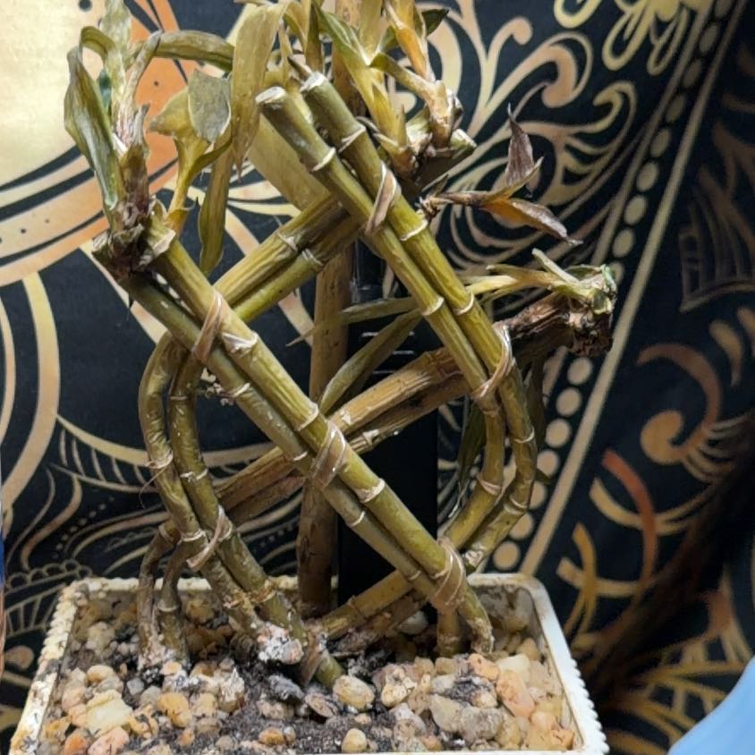 Photo of the plant species bamboo by @RichBloodleaf25 named Kai on Greg, the plant care app