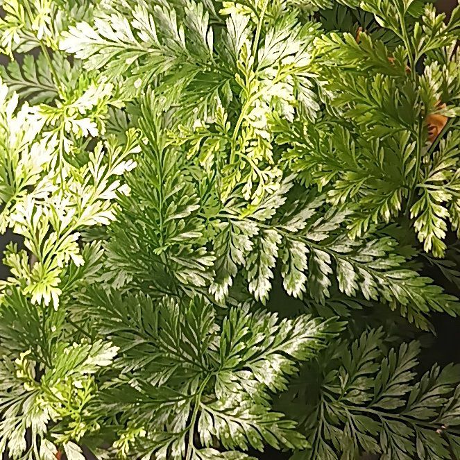 Photo of the plant species Black Rabbit's Foot Fern by @StoriedHopsedge named Fern on Greg, the plant care app