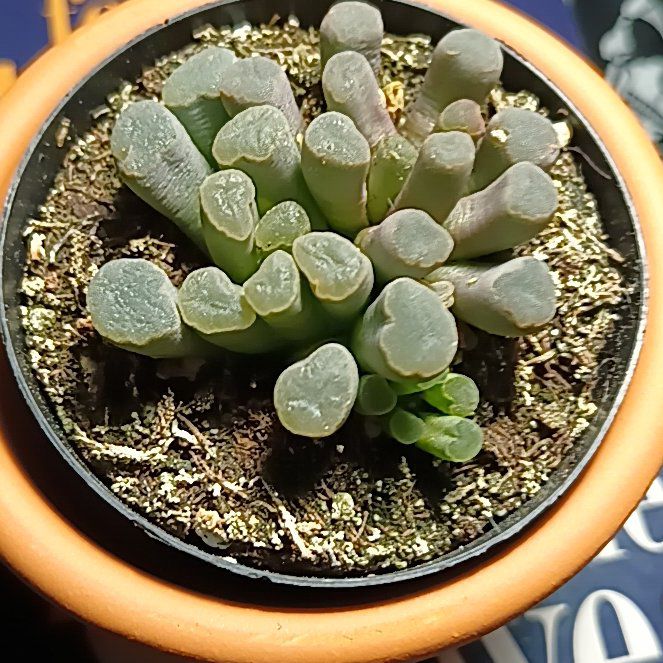 Photo of the plant species Fairy Elephant's Feet by @StoriedHopsedge named Bullshit on Greg, the plant care app