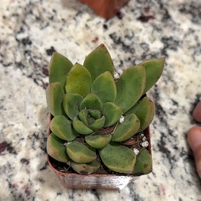 Photo of the plant species Green Duncecap by @EuphoricKaro50 named Luna on Greg, the plant care app