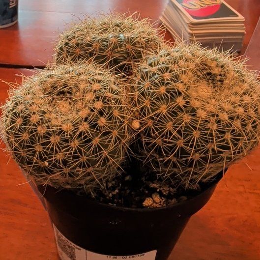 Photo of the plant species Echinopsis 'Venus' by @TryAlmond16 named Curie on Greg, the plant care app