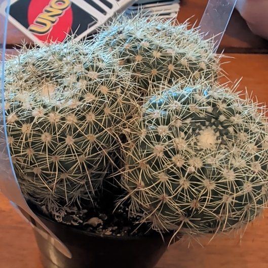 Photo of the plant species Echinopsis 'Venus' by @TryAlmond16 named Keanu Leaves on Greg, the plant care app