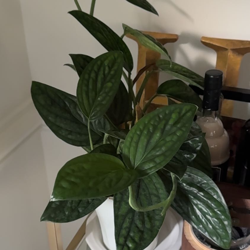 Photo of the plant species Monstera Peru by @DaintyGinkotree named McKinley on Greg, the plant care app