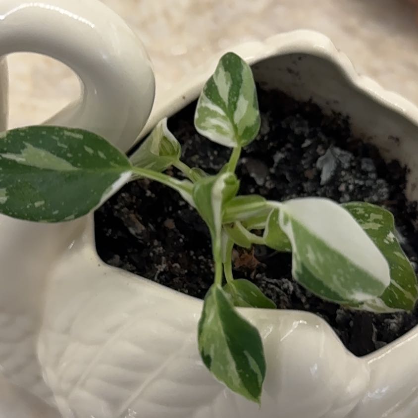 Photo of the plant species White Knight by @DaintyGinkotree named Shakira on Greg, the plant care app