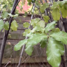 Photo of the plant species Black Matipo by @PoshZzplant20 named Ulysses S Plant on Greg, the plant care app