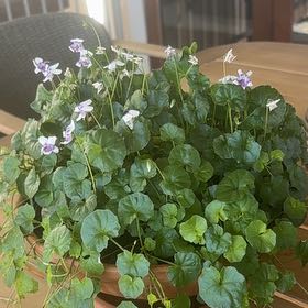 Photo of the plant species Viola Banksii by @LeadingRimu18 named Violet on Greg, the plant care app