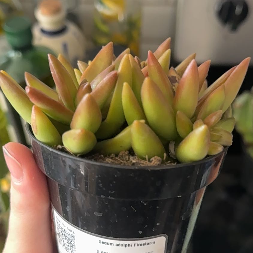 Photo of the plant species Sedum Adolphi by @BraveMarimo85 named Sol on Greg, the plant care app