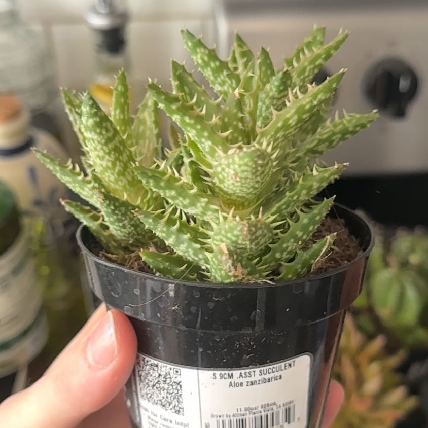 Photo of the plant species Aloe zanzibarica by @BraveMarimo85 named Gates on Greg, the plant care app