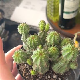 Photo of the plant species Euphorbia astyla by @BraveMarimo85 named Einstein on Greg, the plant care app