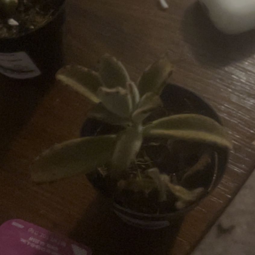 Photo of the plant species succulents by @SweetSoybean56 named Frank on Greg, the plant care app