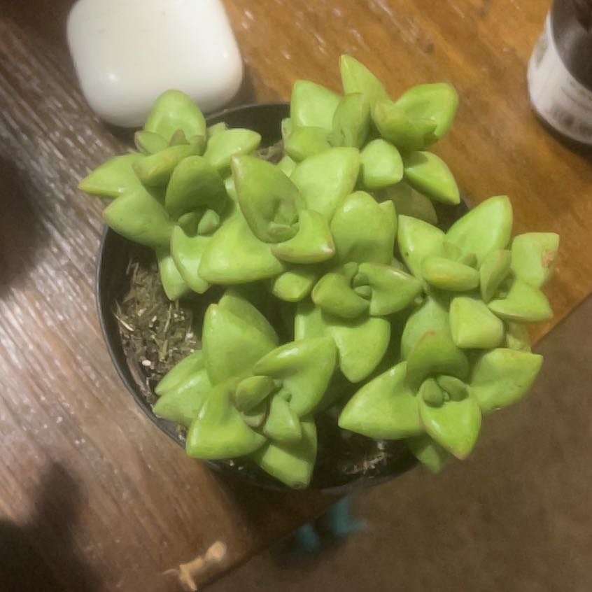 Photo of the plant species Assorted Crassula by @SweetSoybean56 named Megan on Greg, the plant care app