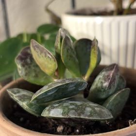 Photo of the plant species Calico Hearts by @IdealPothos19 named Emerson on Greg, the plant care app