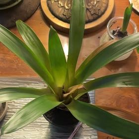 Photo of the plant species Assorted Bromeliad by @LastingJavafern named Sigmund on Greg, the plant care app