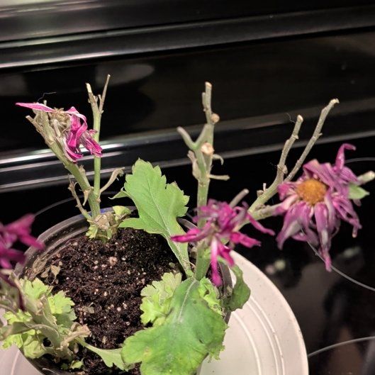 Photo of the plant species Alpine Aster by @SereneRedmint1 named Drake on Greg, the plant care app