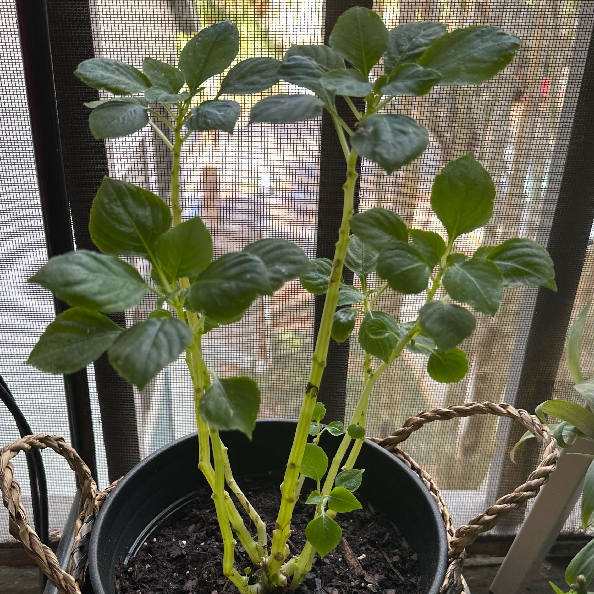 Photo of the plant species Impatiens by @DevotedCosmo8 named Terra on Greg, the plant care app