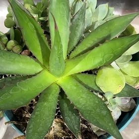 Photo of the plant species Coastal Agave by @TutorRadish13 named Marley on Greg, the plant care app