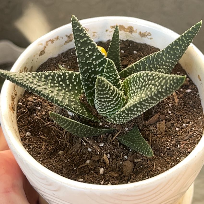 Photo of the plant species Gasteria 'Okavango' by @RadFord52 named Pax on Greg, the plant care app