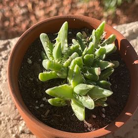 Photo of the plant species Varigated Tiger's Jaw by @RadFord52 named Tupot on Greg, the plant care app