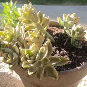 Photo of the plant species Graptosedum Ghosty by @RadFord52 named Osmo on Greg, the plant care app