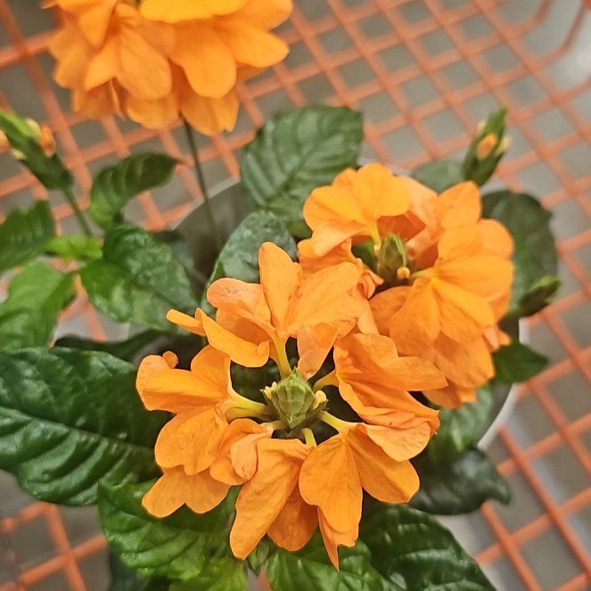 Photo of the plant species Firecracker Flower by @ShinyFernmoss75 named Sherlock on Greg, the plant care app
