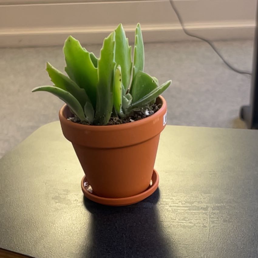 Photo of the plant species Behartii by @WinCashew24 named Beam on Greg, the plant care app