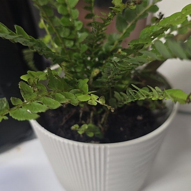 Photo of the plant species Assorted Nephrolepis Ferns by @TalentedBanana named Ronaldo on Greg, the plant care app