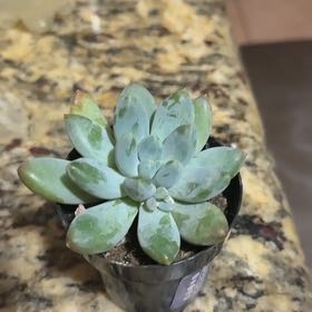 Photo of the plant species Pachyphytum 'Starburst' by @HappyBearsear48 named Bigleef Smalls on Greg, the plant care app