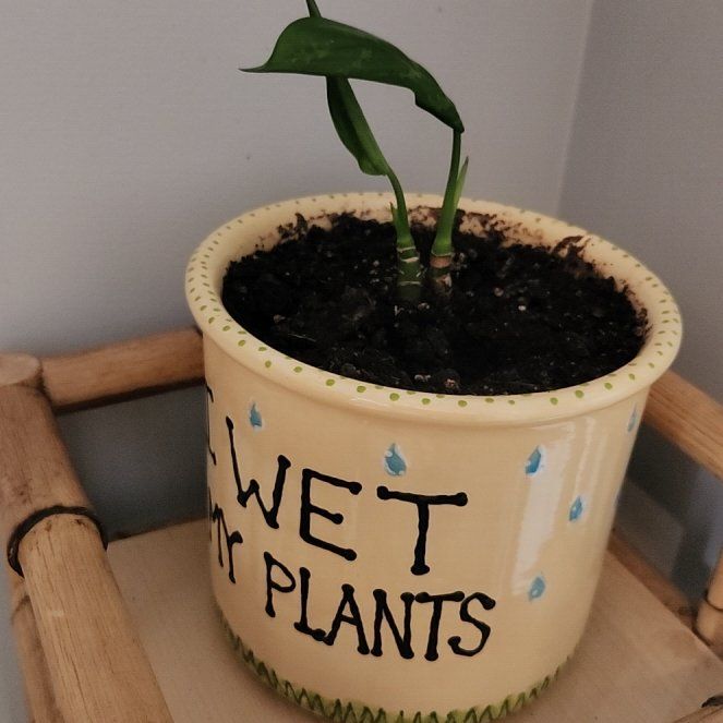 Photo of the plant species Chinese Evergreen 'Juliette' by @ProfuseMahoe82 named Aristotle on Greg, the plant care app