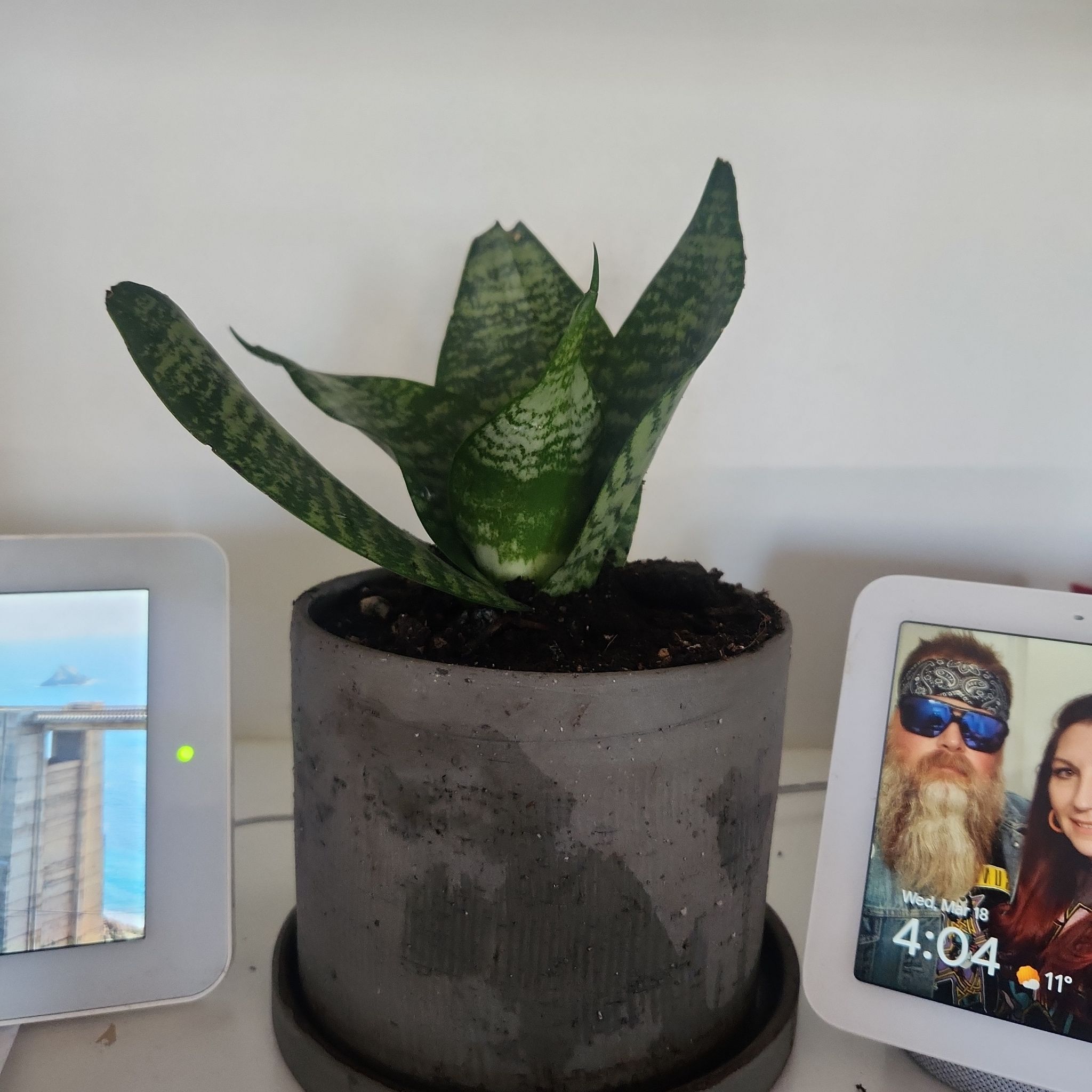 Photo of the plant species Black Star Snake Plant by @ProfuseMahoe82 named Drake on Greg, the plant care app