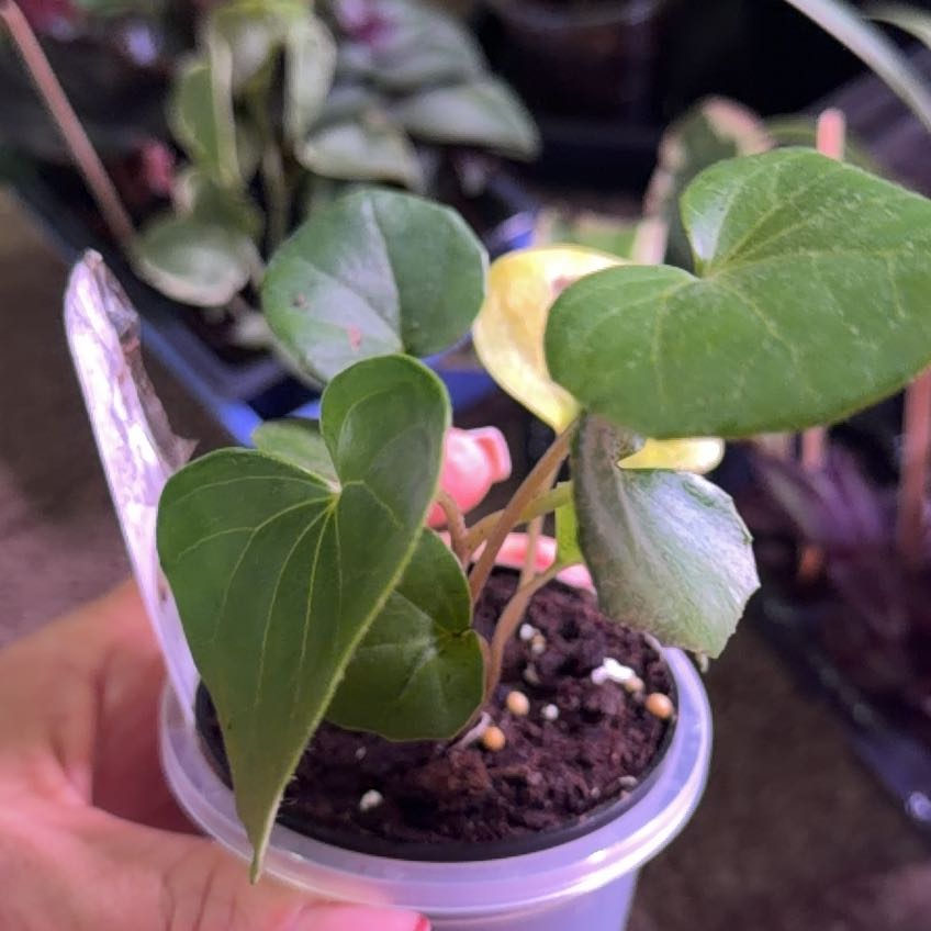 Photo of the plant species Tractor Seat Plant by @ToughAgave82 named Pax on Greg, the plant care app