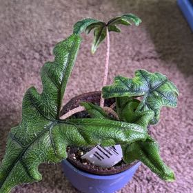 Photo of the plant species alocasia jacklyn by @ToughAgave82 named Oscar on Greg, the plant care app