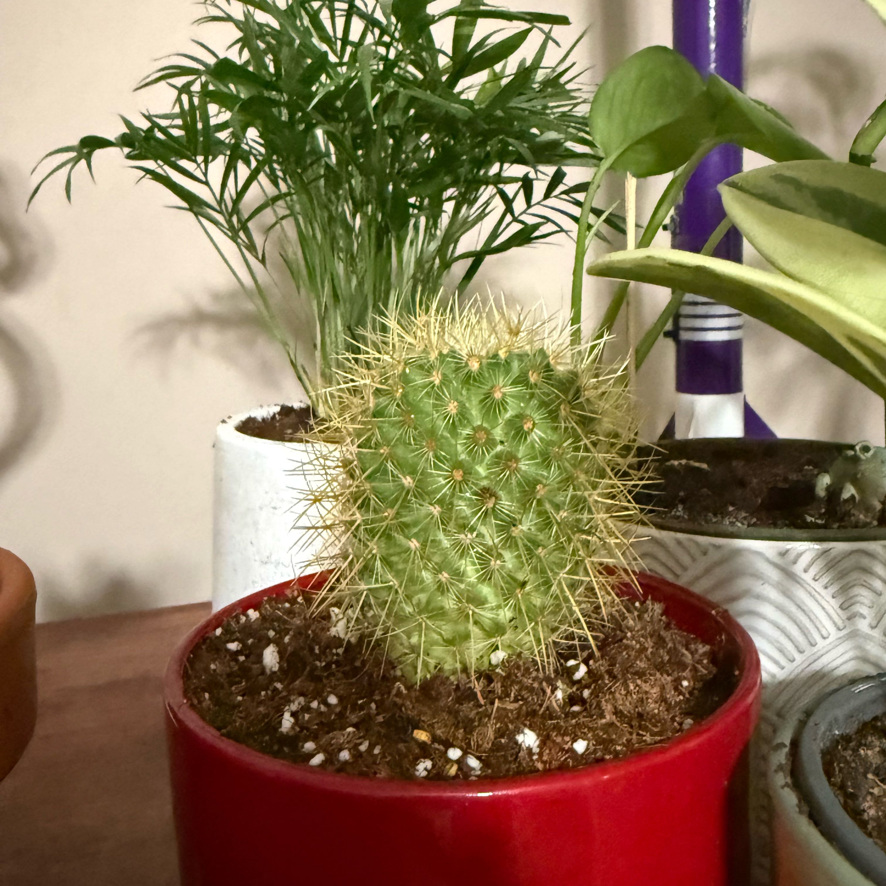 Photo of the plant species Mammillaria pringlei by @KeenTwister88 named Dot on Greg, the plant care app