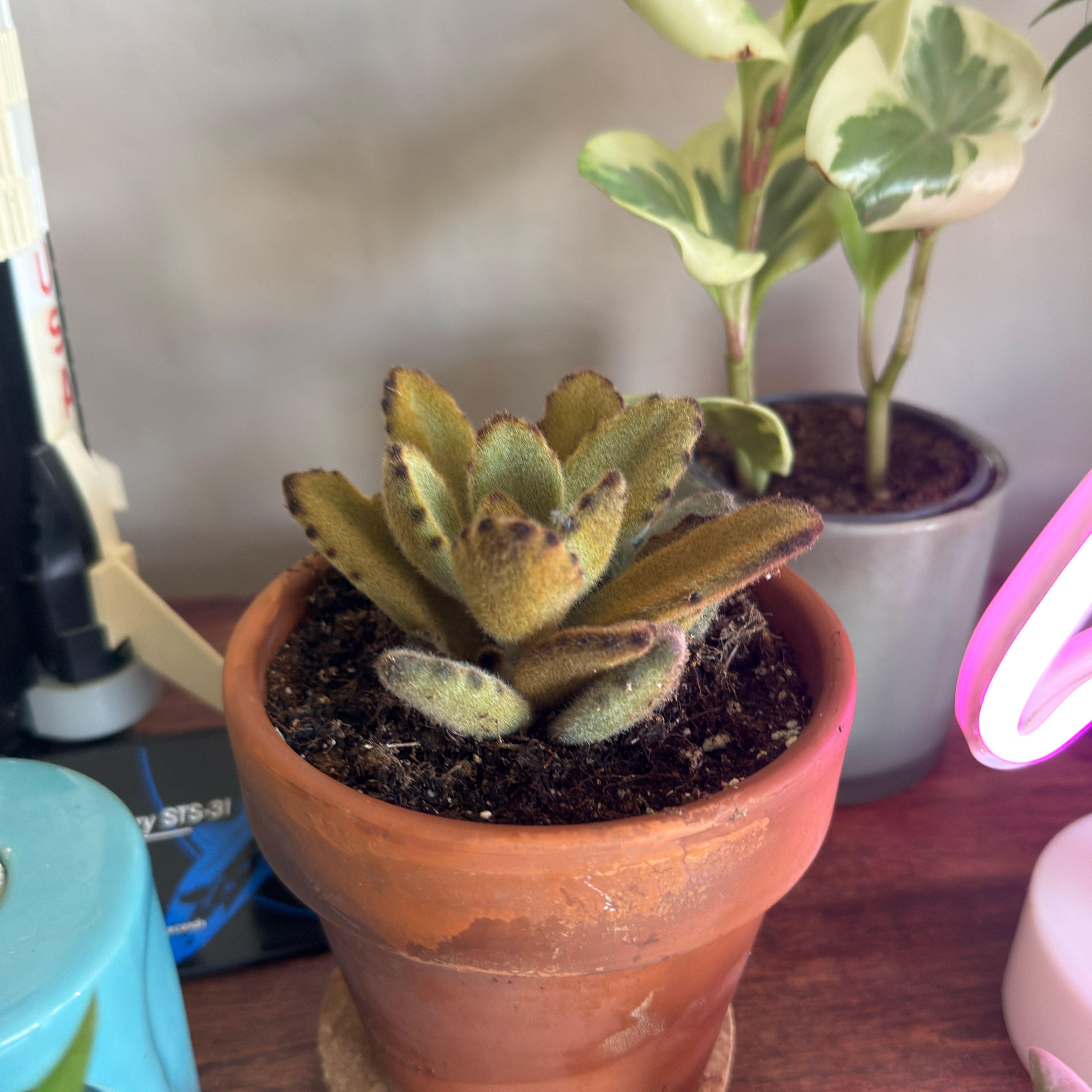 Photo of the plant species Kalanchoe 'Teddy Bear' by @KeenTwister88 named Fuzzy on Greg, the plant care app