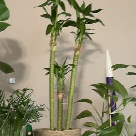 Photo of the plant species Dracaena Massangeana by @KeenTwister88 named Tally on Greg, the plant care app