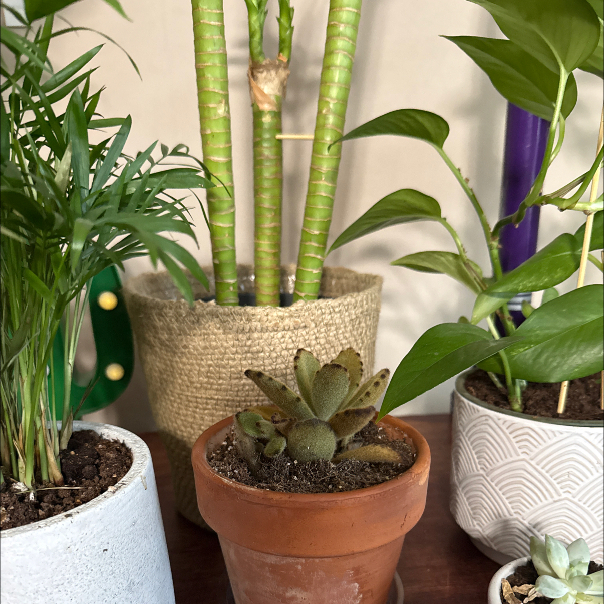 Photo of the plant species Kalanchoe 'Teddy Bear' by @KeenTwister88 named Fuzzy on Greg, the plant care app