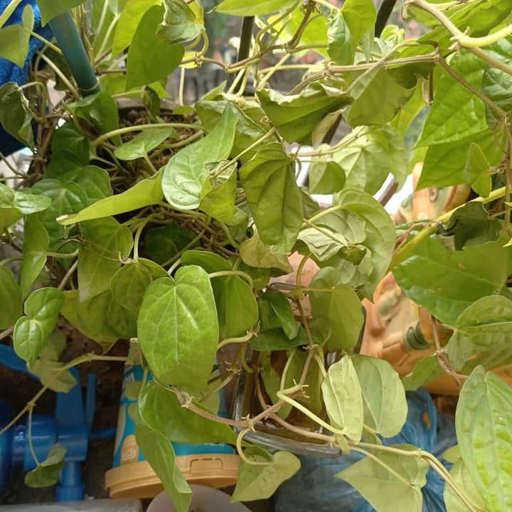 Photo of the plant species Betel by @SirPepper70 named Fernie Saunders on Greg, the plant care app
