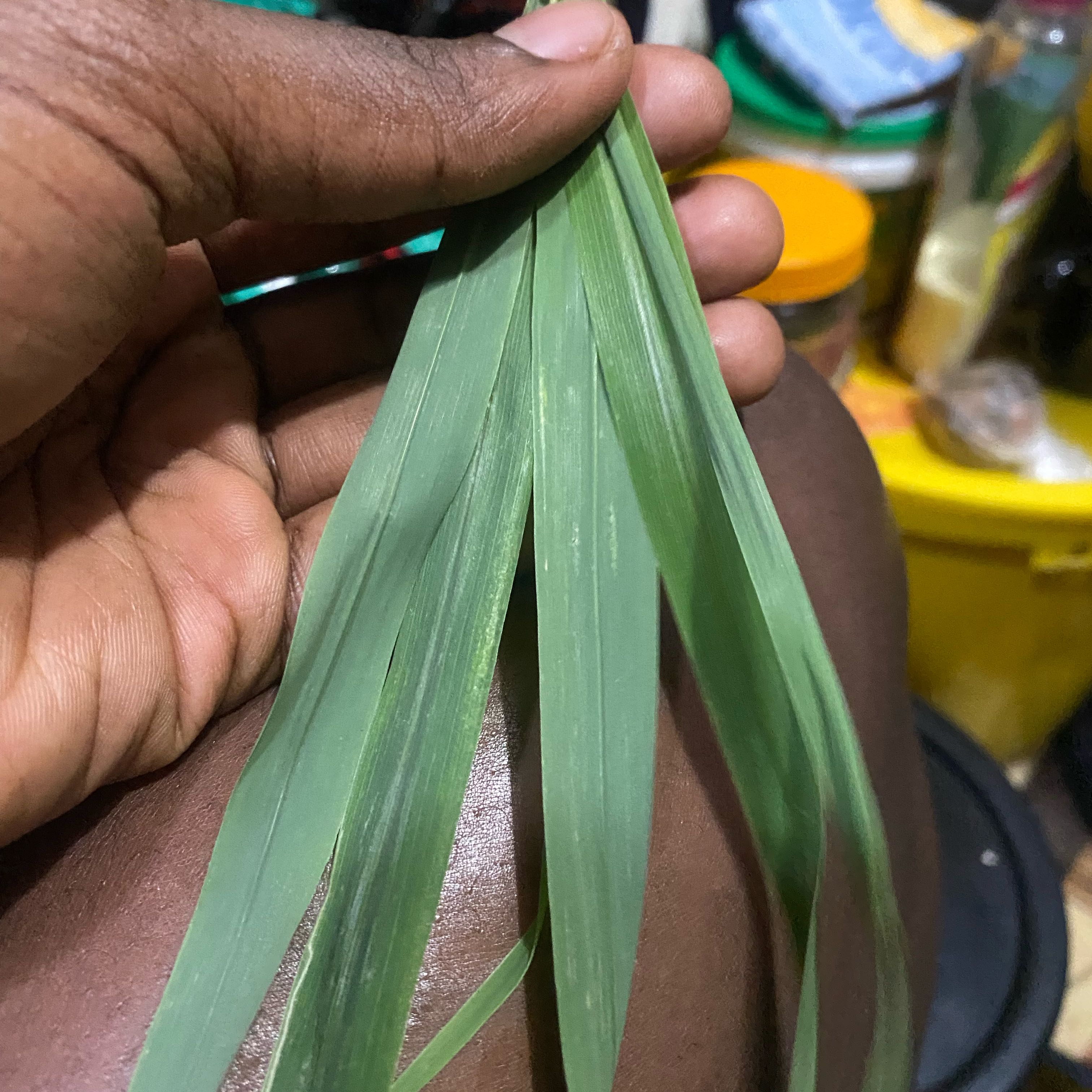 Photo of the plant species Florida Thatch Palm by @MarkedPersia37 named Aristotle on Greg, the plant care app