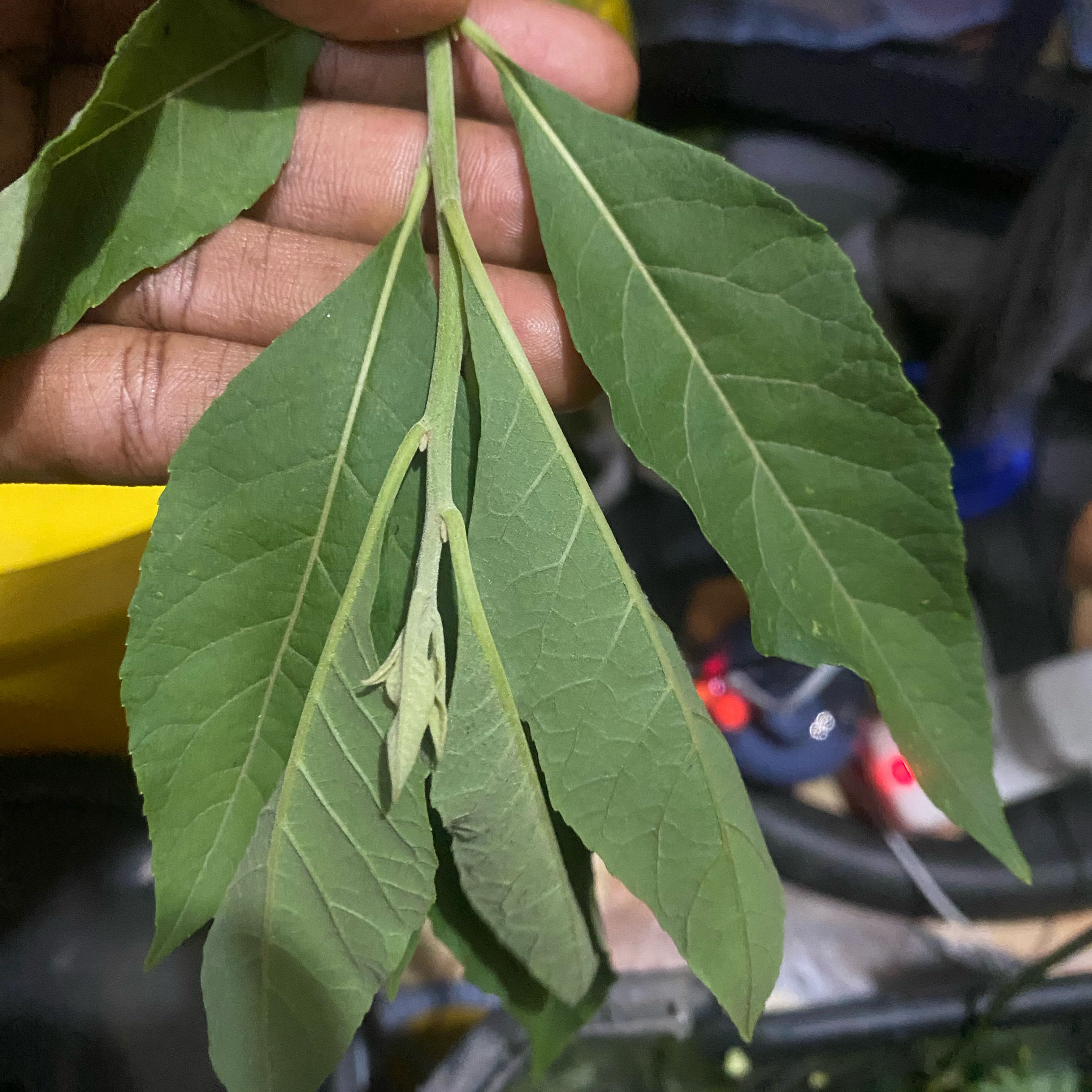 Photo of the plant species Green Ash by @MarkedPersia37 named Lebron on Greg, the plant care app