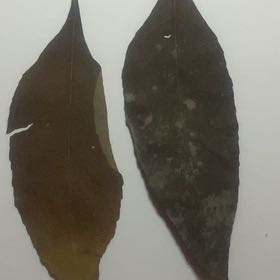 Photo of the plant species Kentucky Coffee Tree by @MarkedPersia37 named Maya on Greg, the plant care app