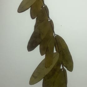 Photo of the plant species Leatherleaf by @MarkedPersia37 named Sproutacus on Greg, the plant care app