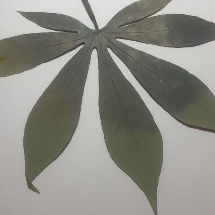 Photo of the plant species Kapok Tree by @MarkedPersia37 named Forrest on Greg, the plant care app