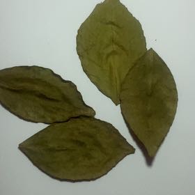 Photo of the plant species Oregon Ash by @MarkedPersia37 named Hemingway on Greg, the plant care app