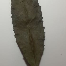 Photo of the plant species Mahoe by @MarkedPersia37 named Aria on Greg, the plant care app