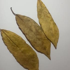 Photo of the plant species Kentucky Coffee Tree by @MarkedPersia37 named Scarlett on Greg, the plant care app