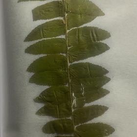 Photo of the plant species Christmas Fern by @MarkedPersia37 named Kylie on Greg, the plant care app