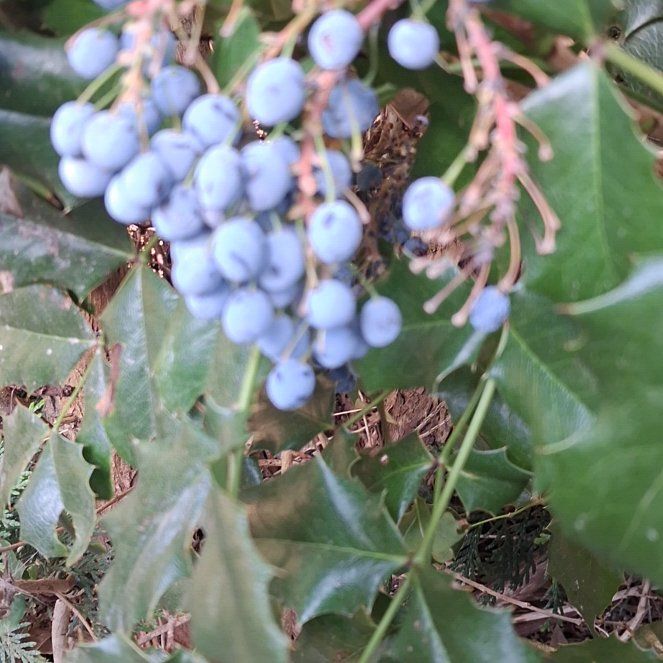 Photo of the plant species Oregon Grape by @WinGalingale66 named Tree Diddy on Greg, the plant care app