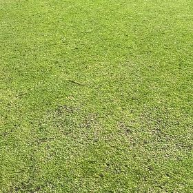 Photo of the plant species Common Duckweed by @PetKanna39 named Apollo on Greg, the plant care app